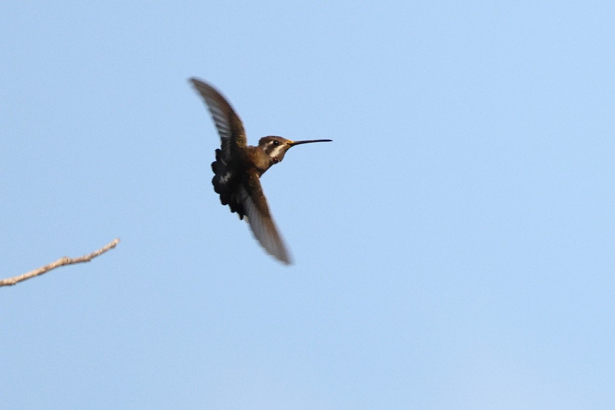 bronsestjernestrupe - ML646082385