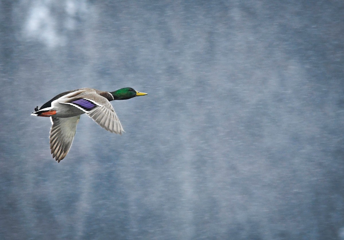 stokkand - ML646082389