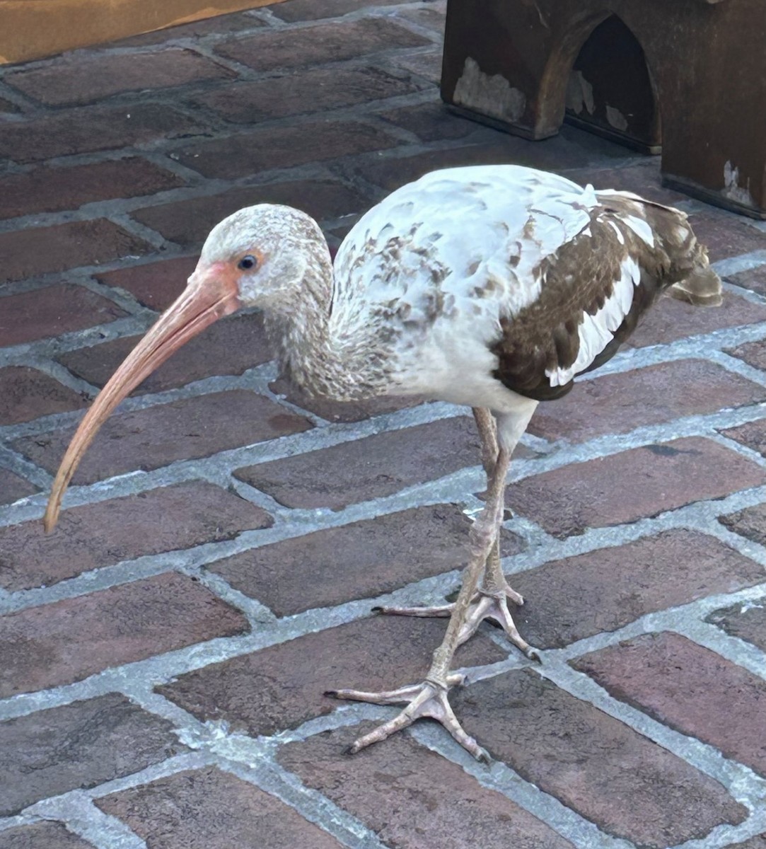 hvitibis - ML646082392