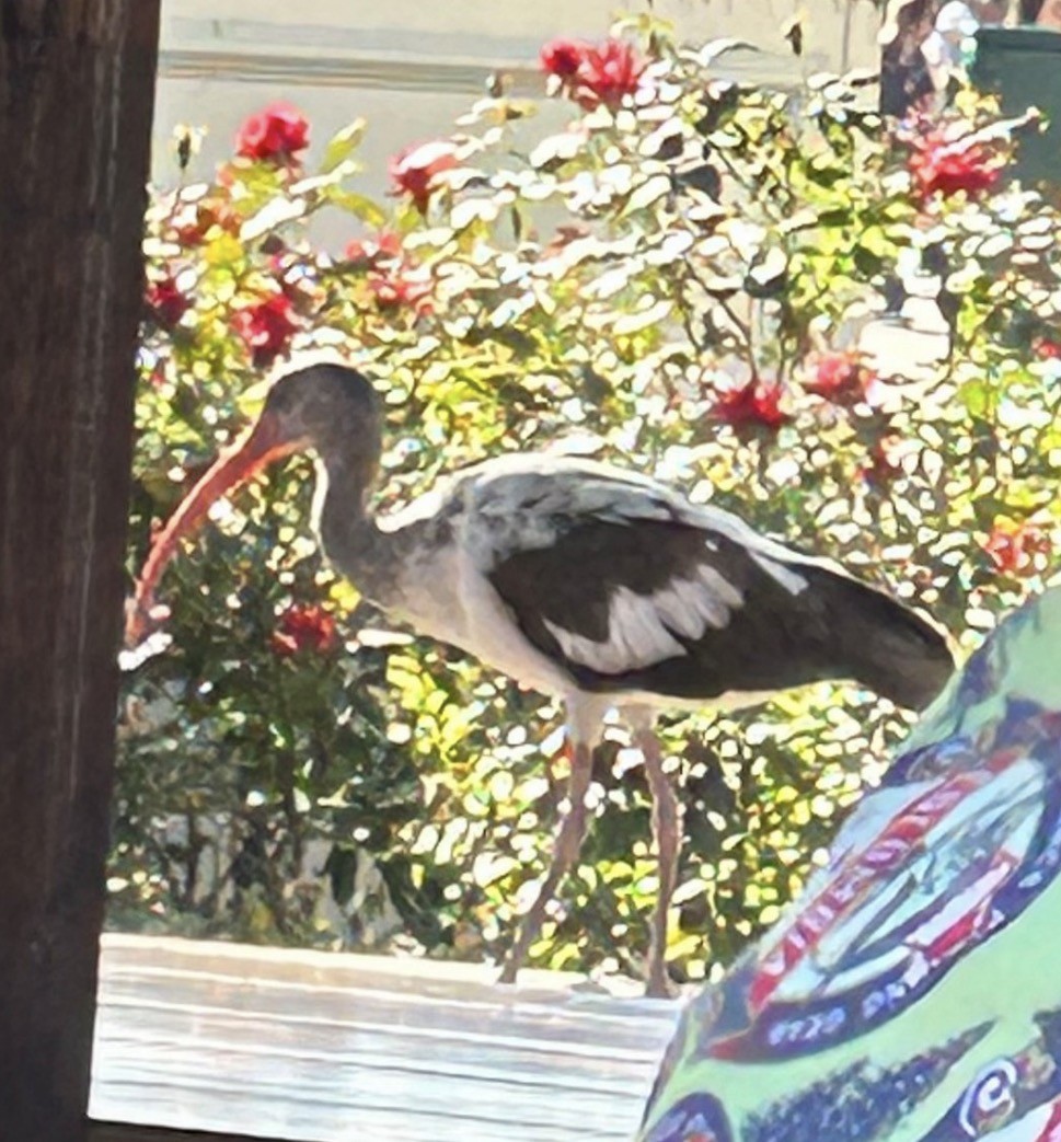 hvitibis - ML646082393