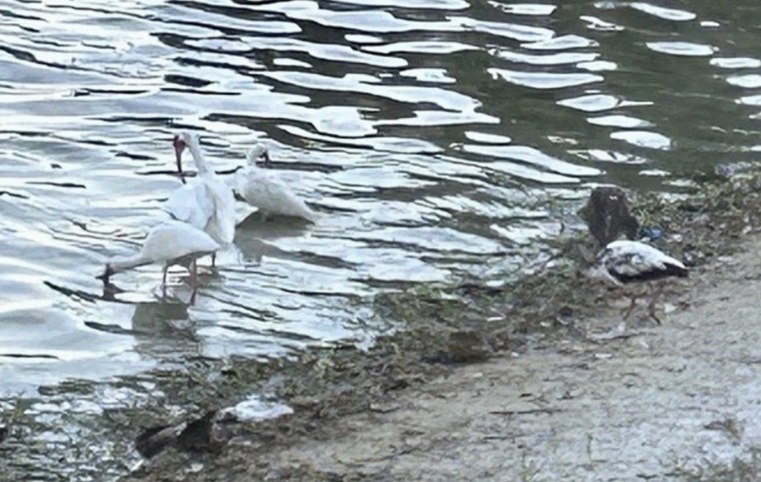 hvitibis - ML646082394