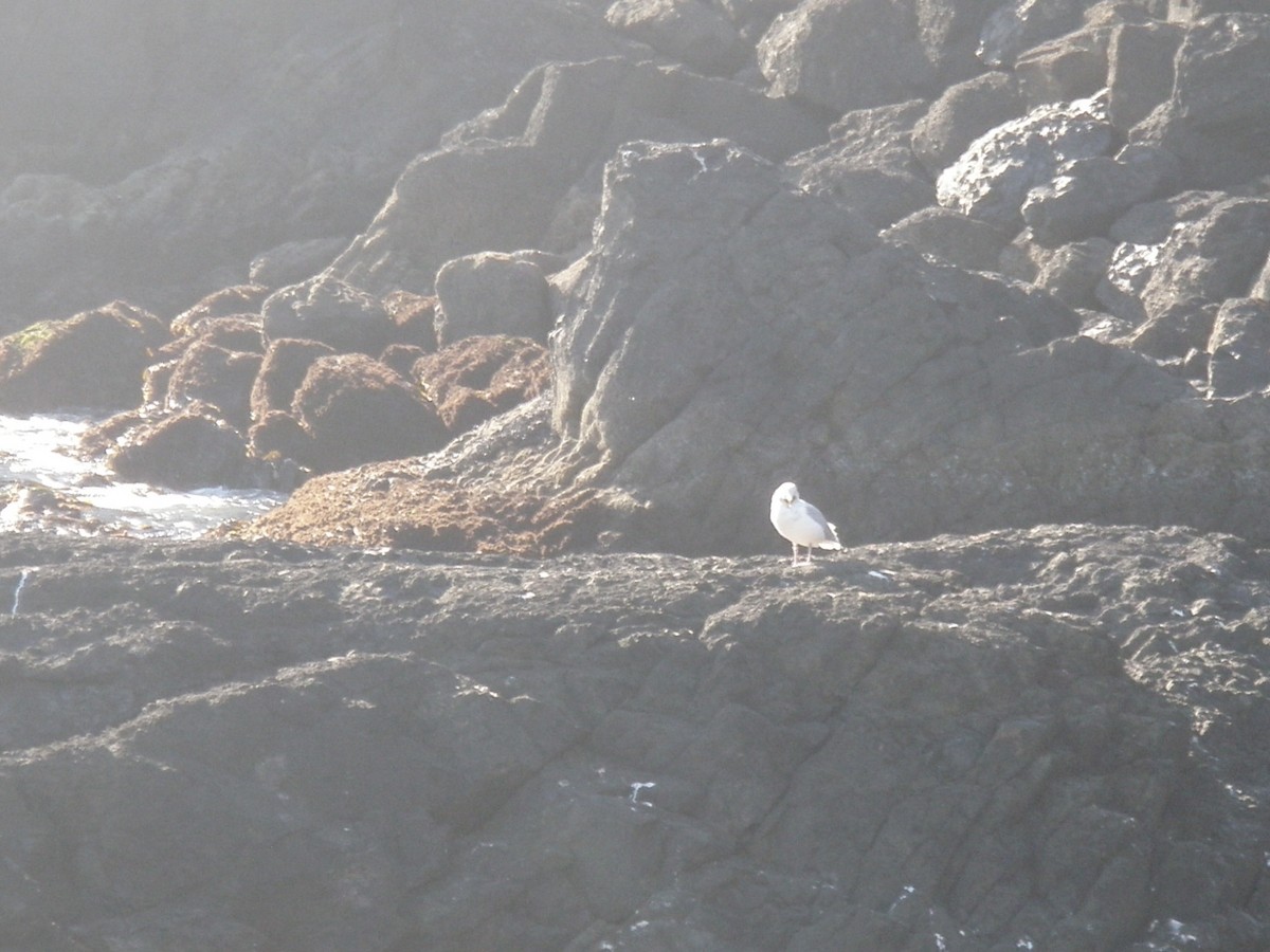 ub. måke (Larinae sp.) - ML646082396