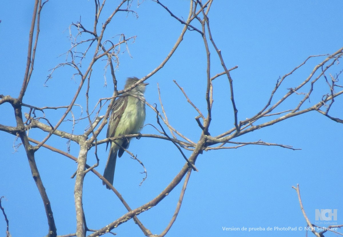 gulbukelenia - ML646082397