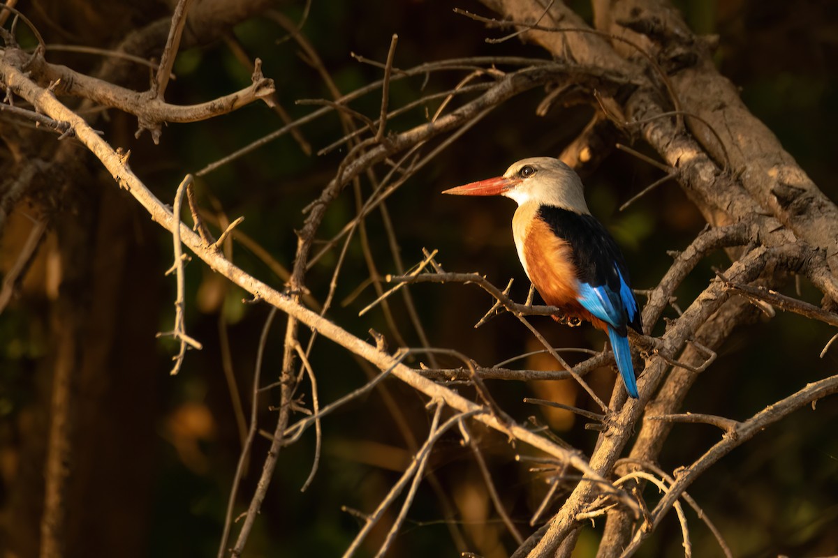 gråhodeisfugl - ML646082398