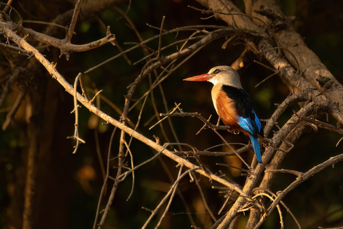 gråhodeisfugl - ML646082399