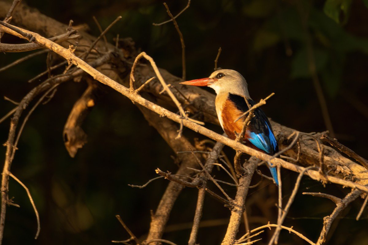 gråhodeisfugl - ML646082400