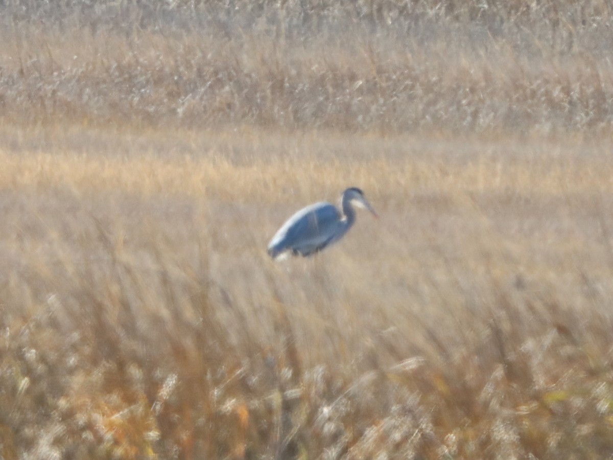 herodiashegre - ML646082401