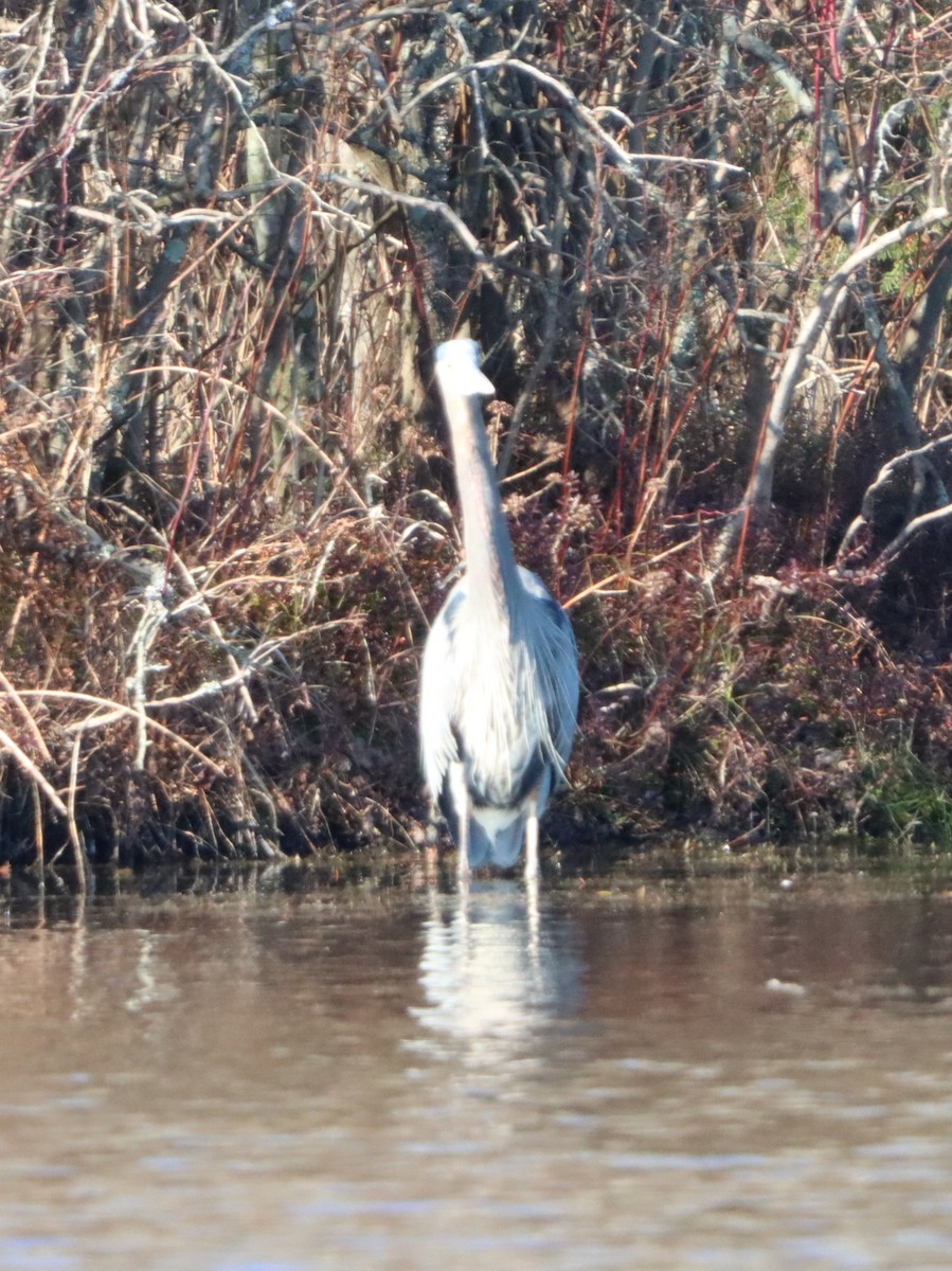 herodiashegre - ML646082402