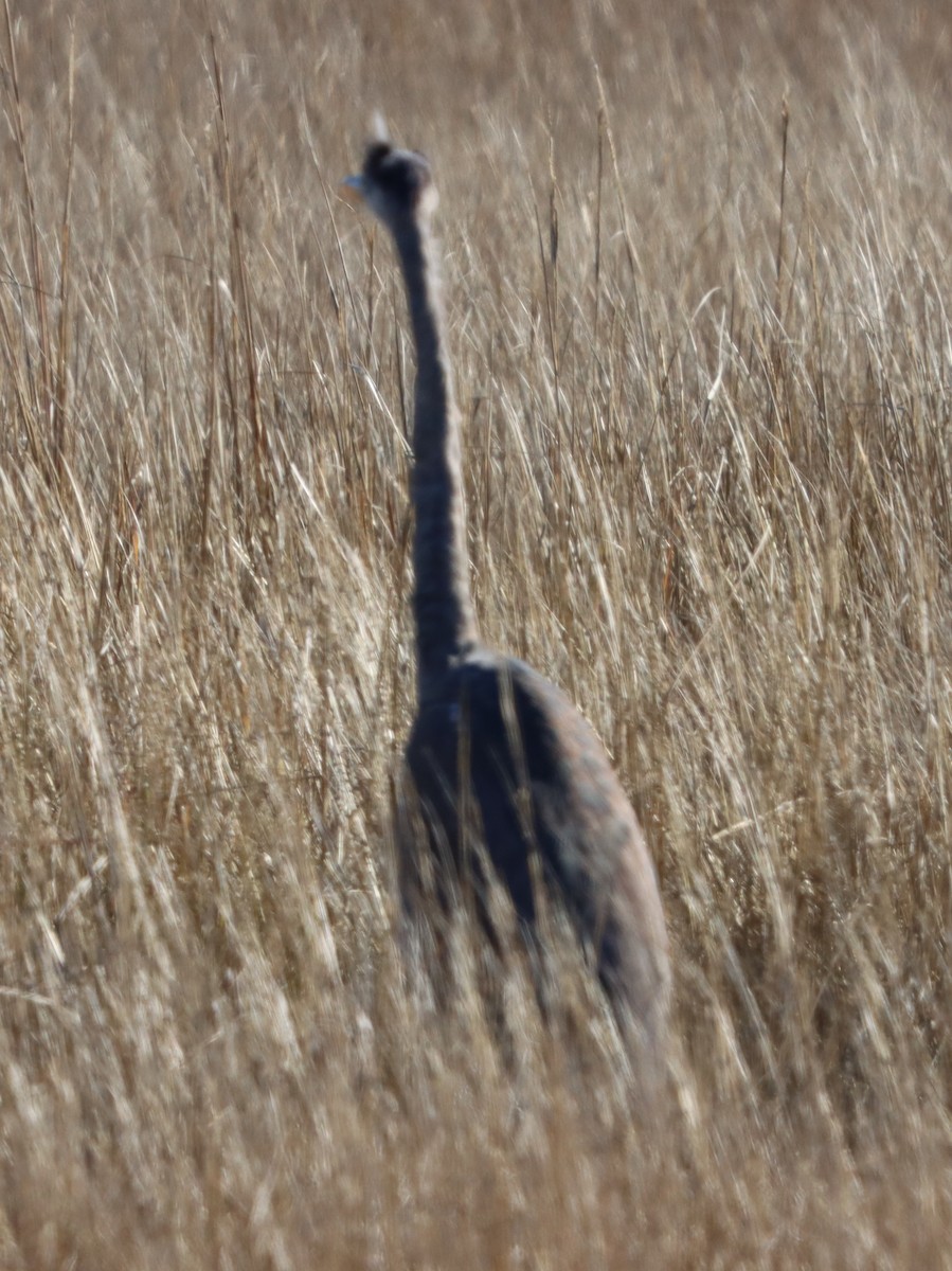 herodiashegre - ML646082404