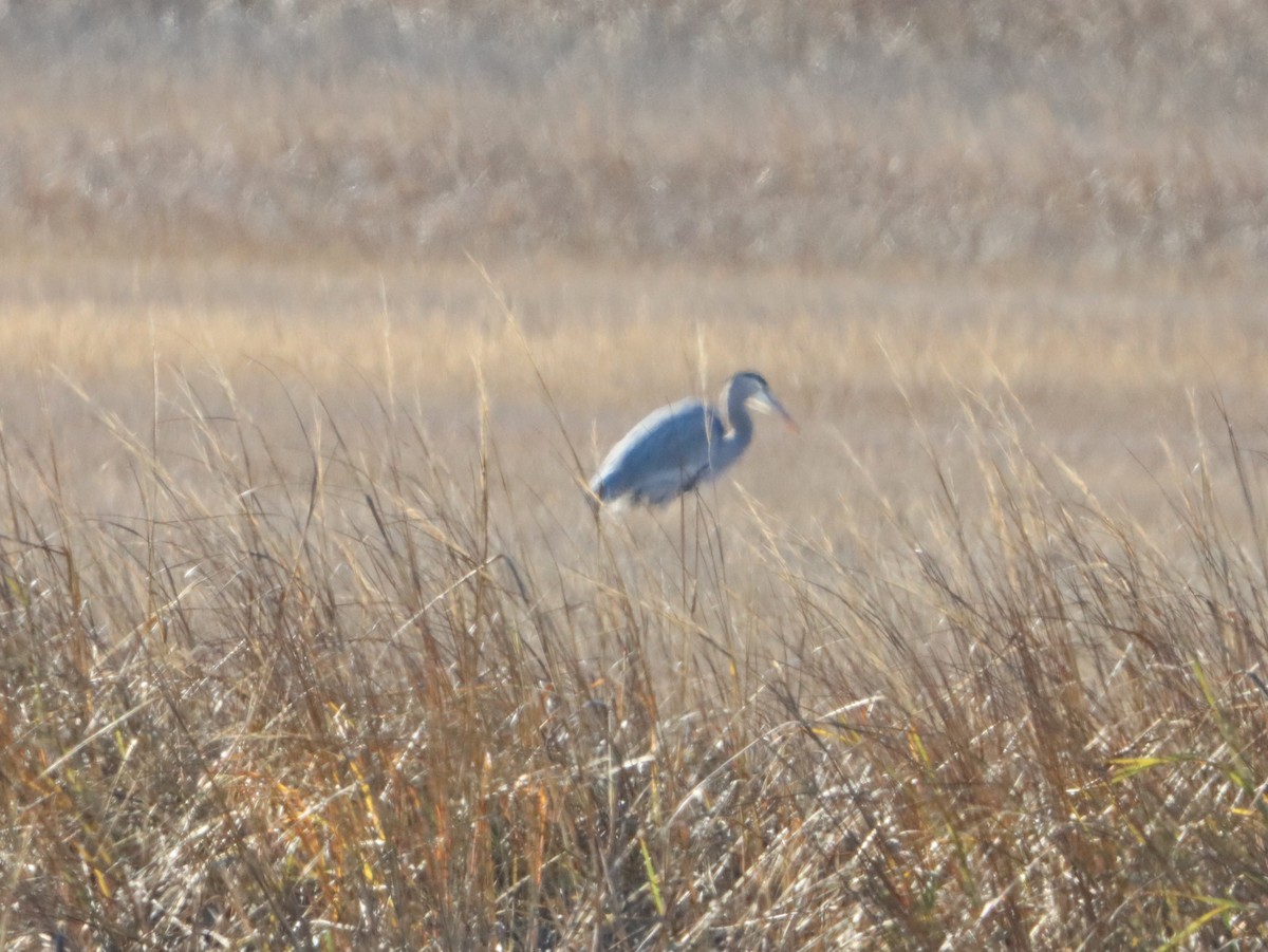 herodiashegre - ML646082405