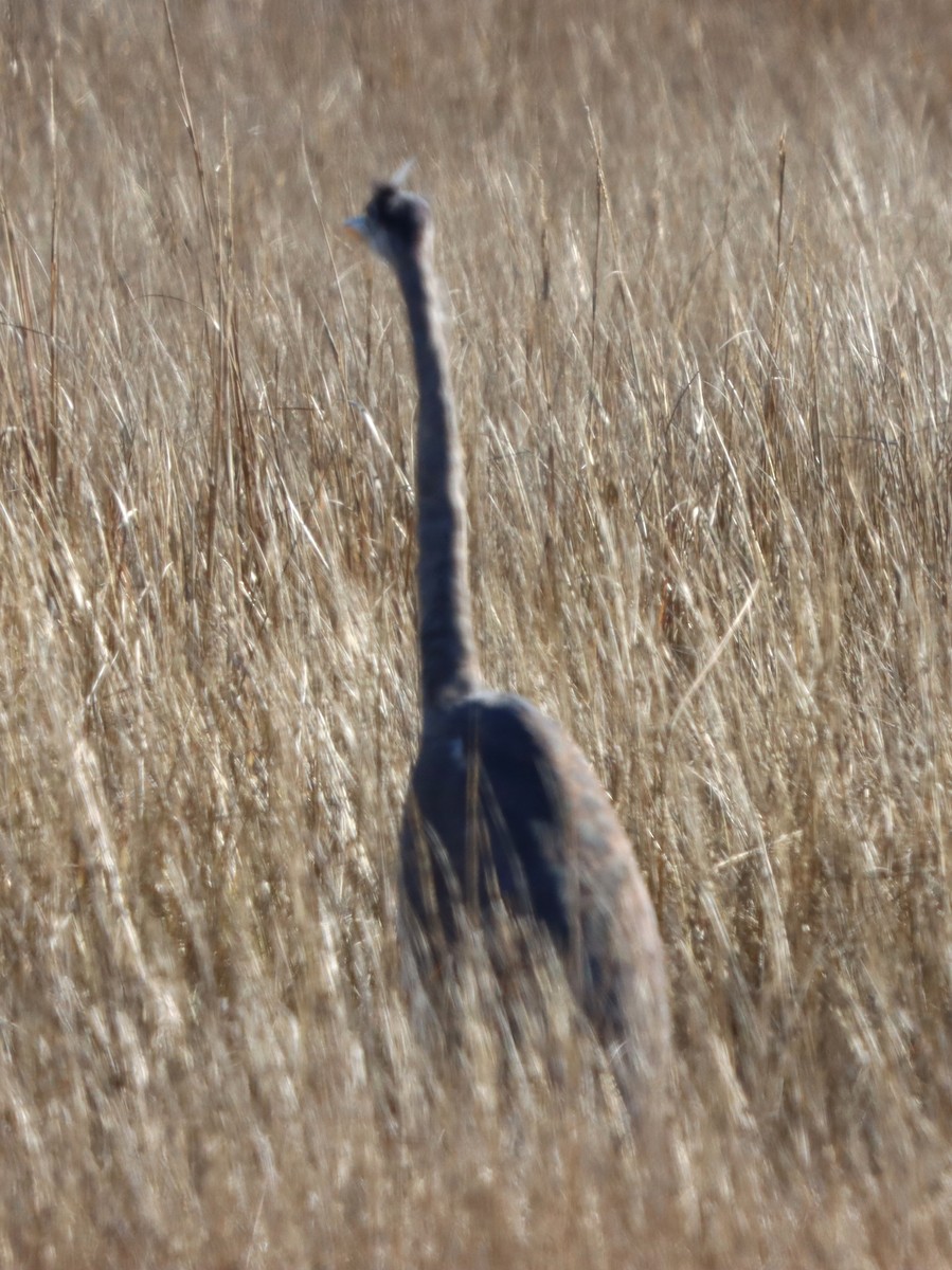 herodiashegre - ML646082406