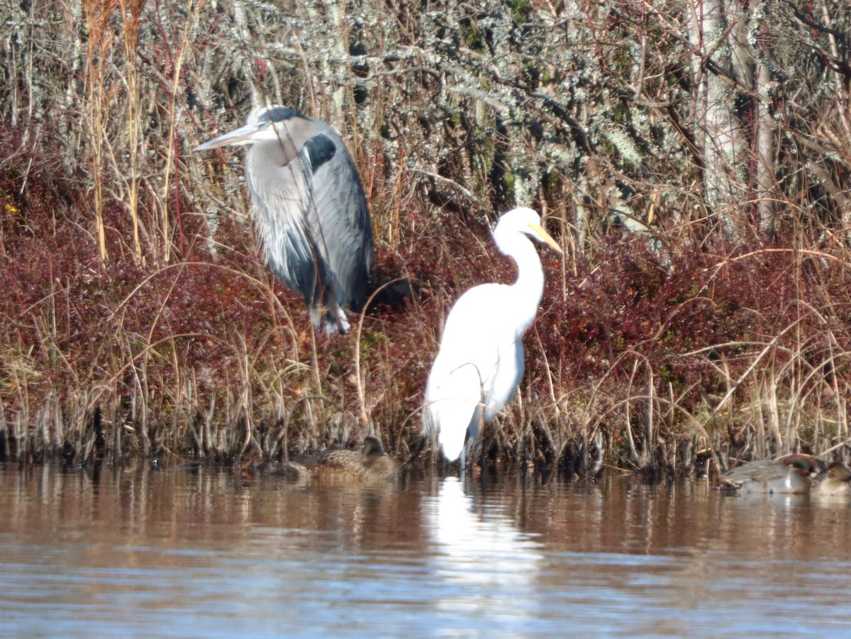 herodiashegre - ML646082408