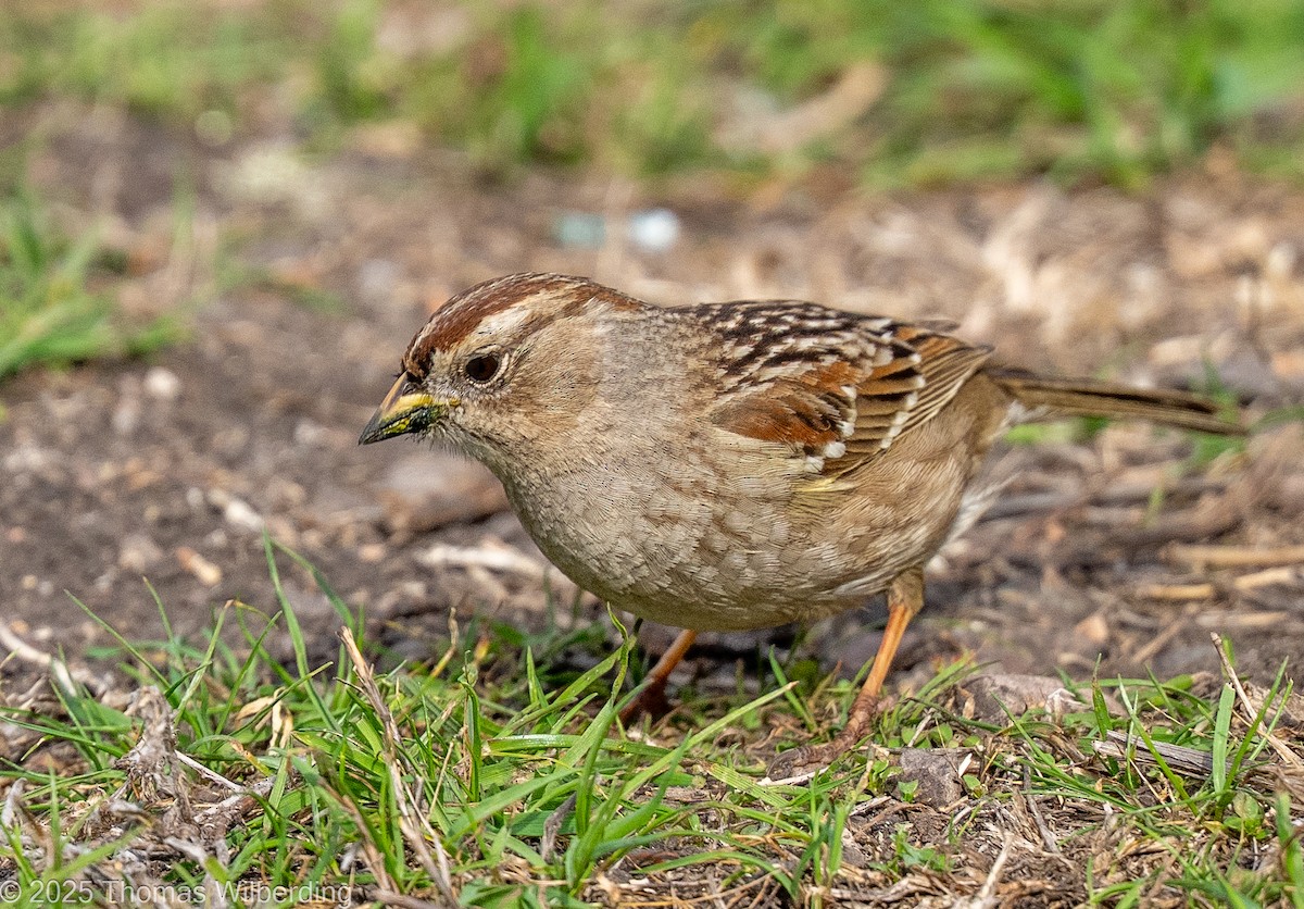 hvitkronespurv - ML646082410