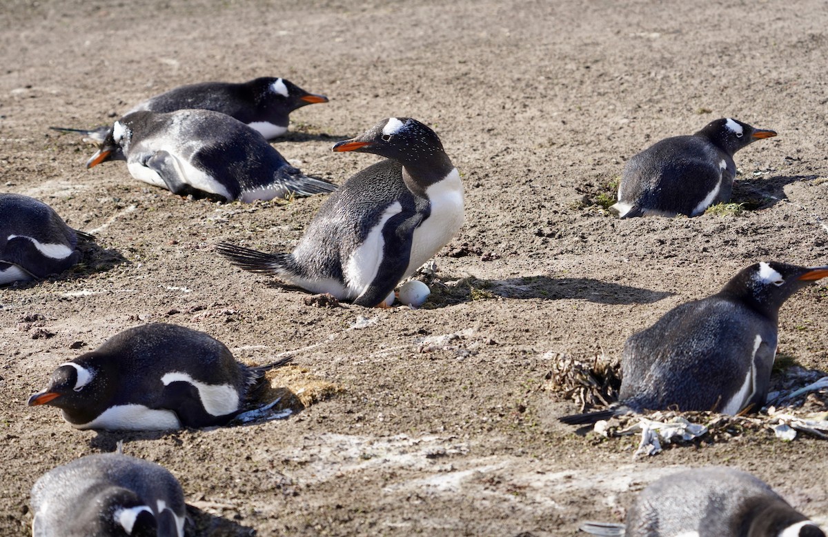 Gentoo Penguin - ML646082411