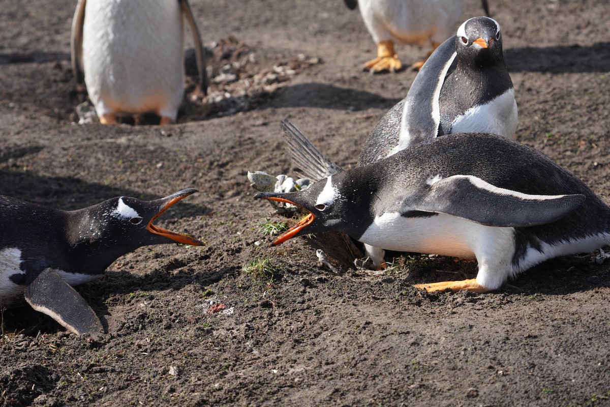 Gentoo Penguin - ML646082412
