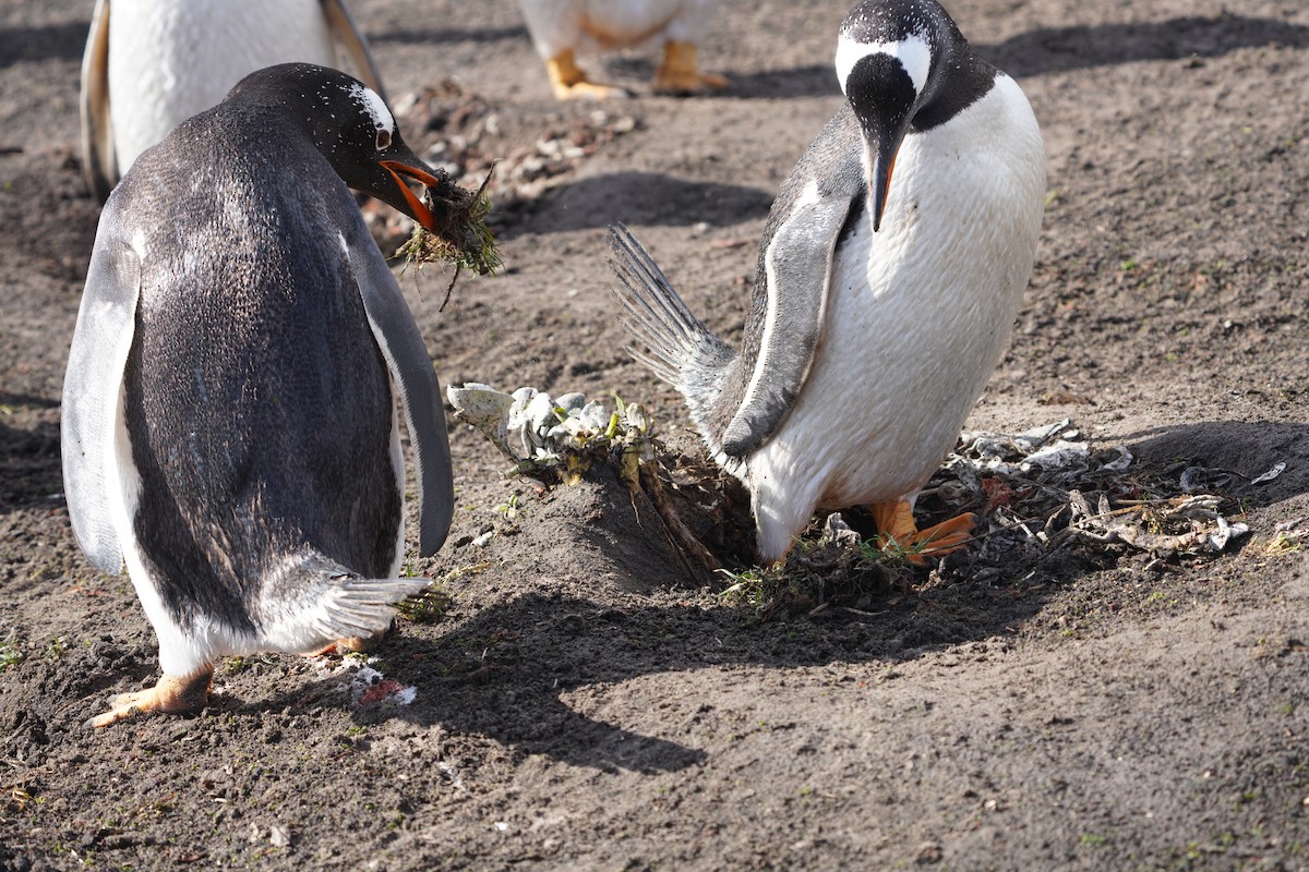 Gentoo Penguin - ML646082413
