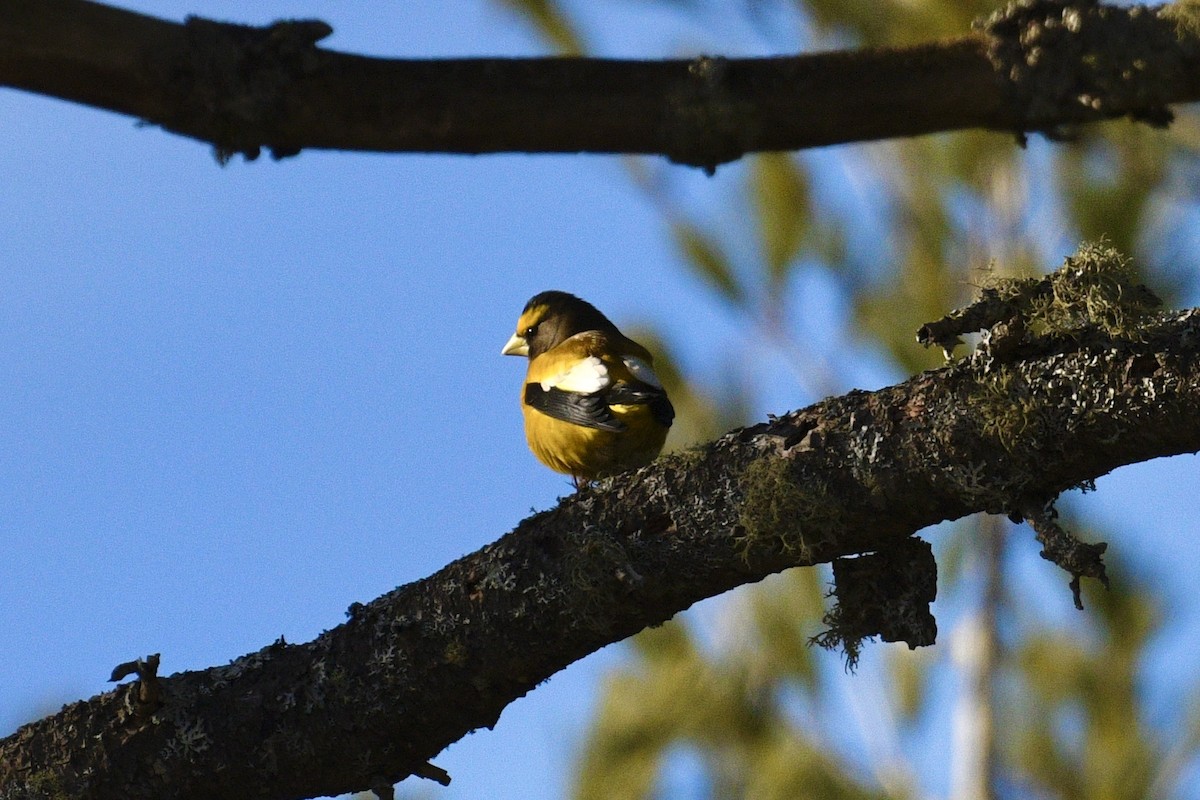 gulbrynkjernebiter - ML646082414