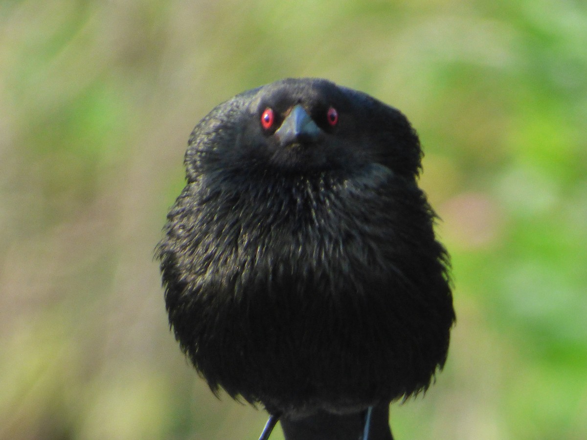 Красноглазый трупиал - ML646082417