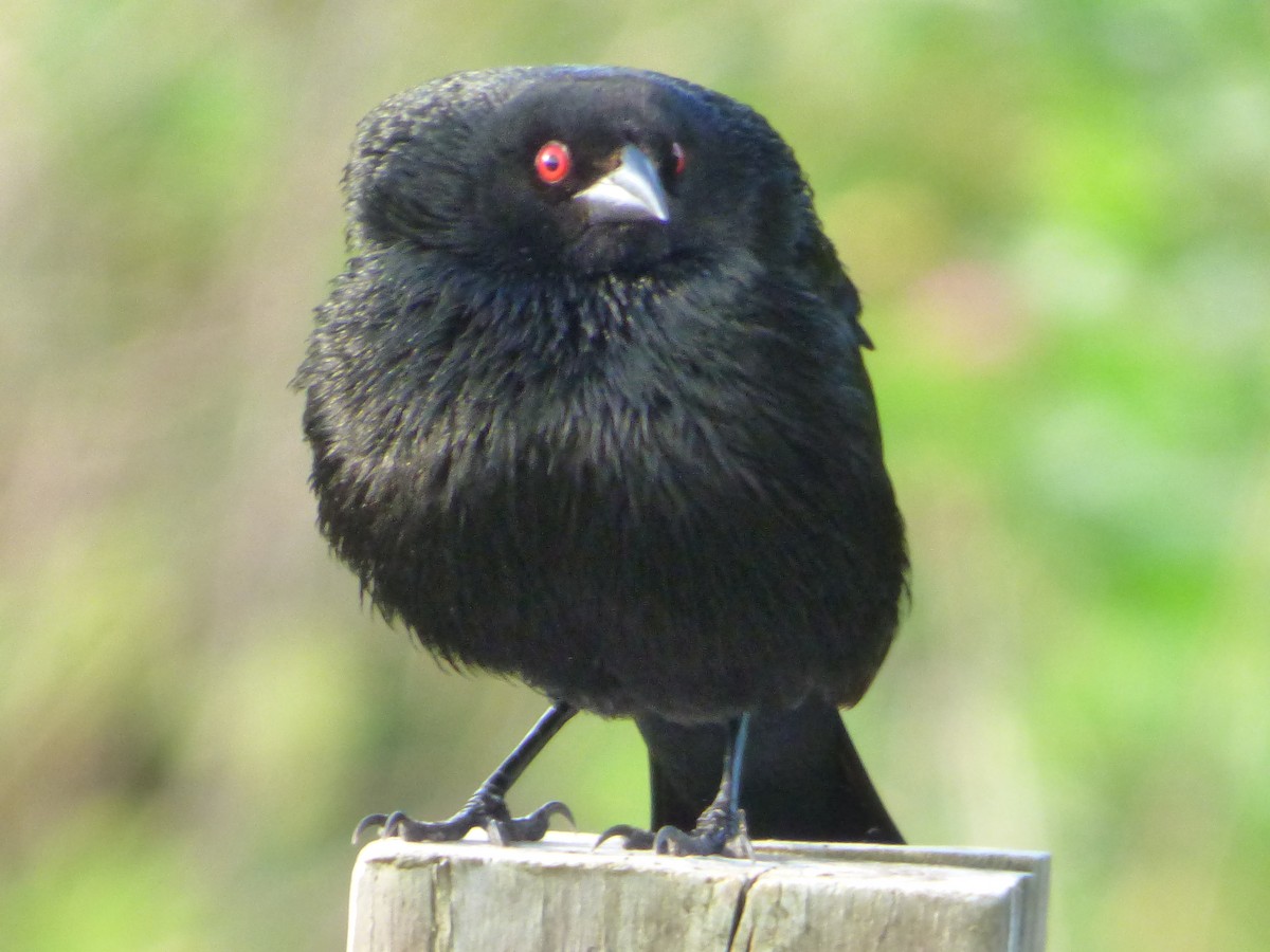 Красноглазый трупиал - ML646082418