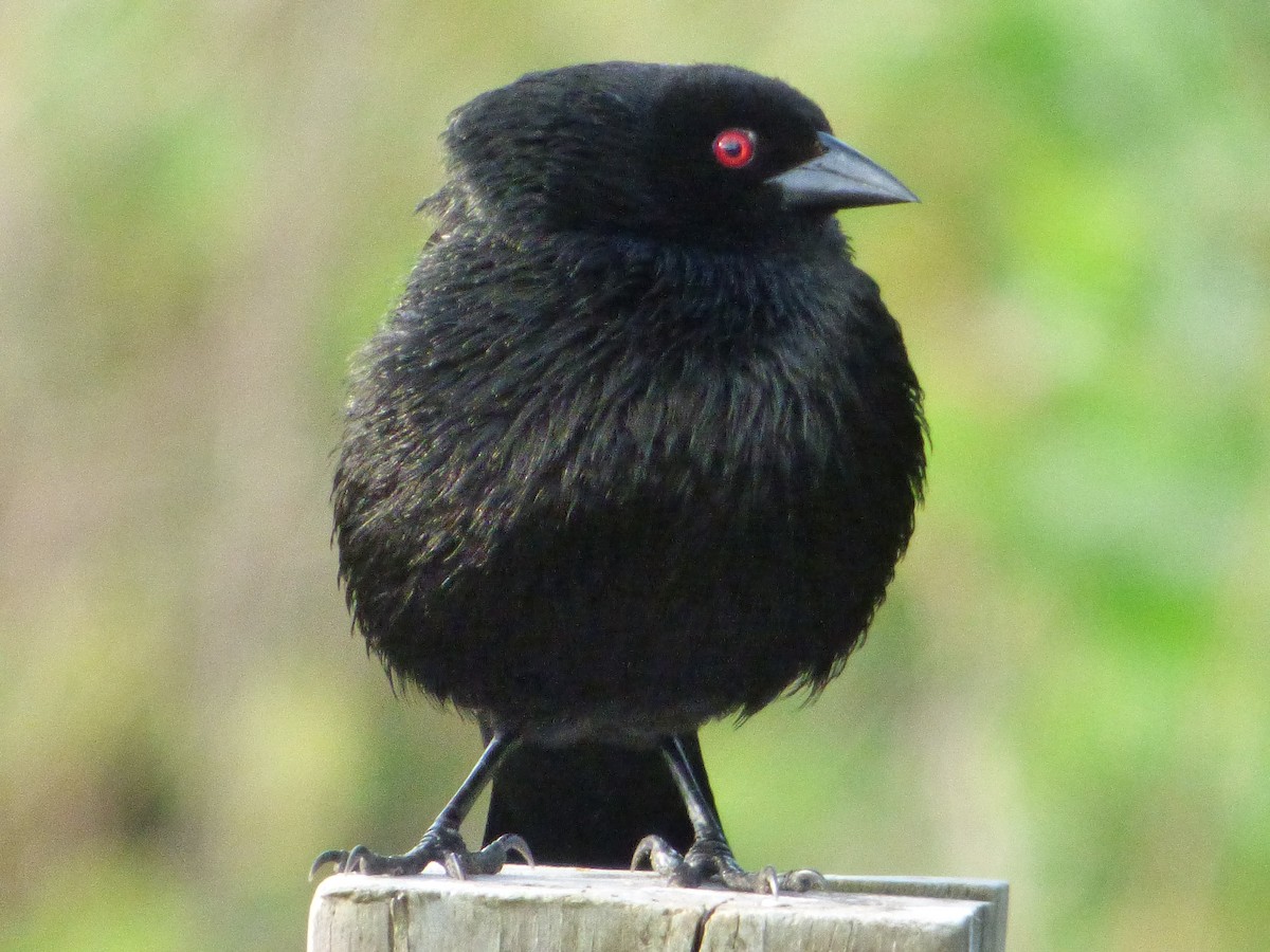 Красноглазый трупиал - ML646082419