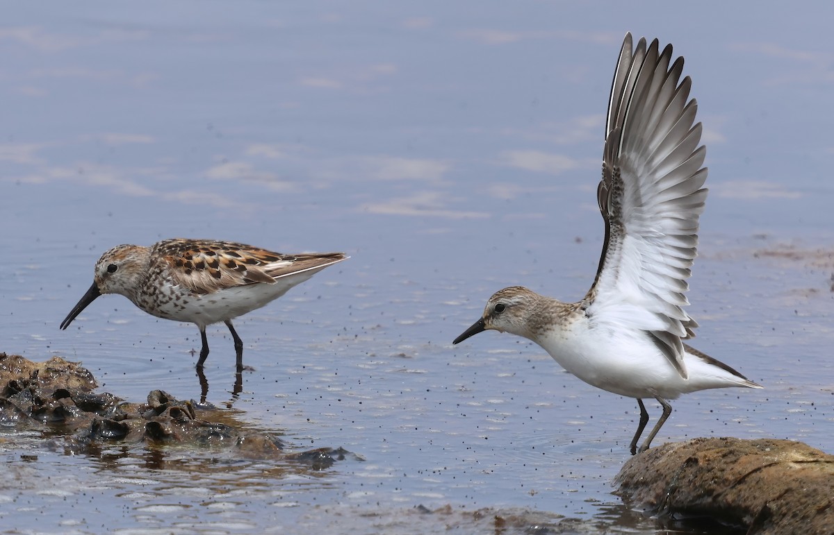 jespák srostloprstý - ML646082426