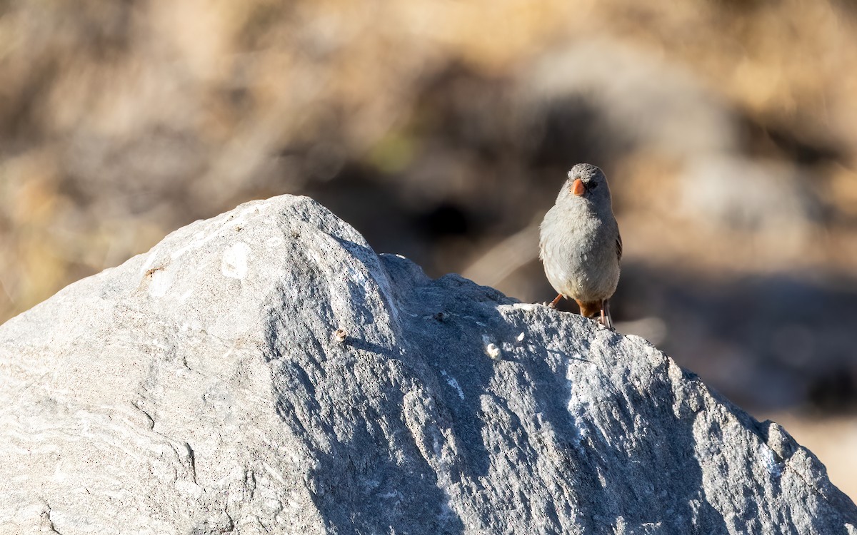 Plain-colored Seedeater - ML646082430