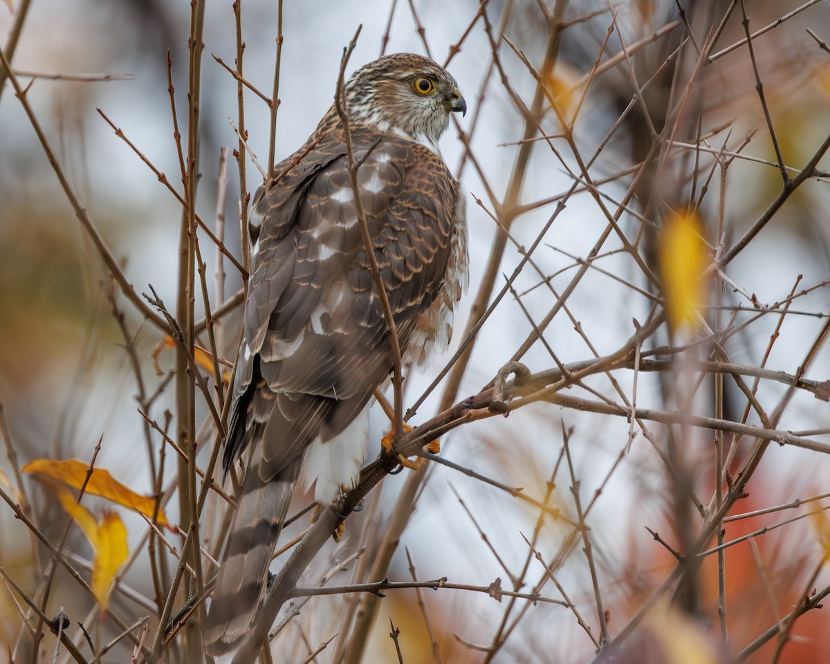 Sharp-shinned Hawk (Northern) - ML646082432