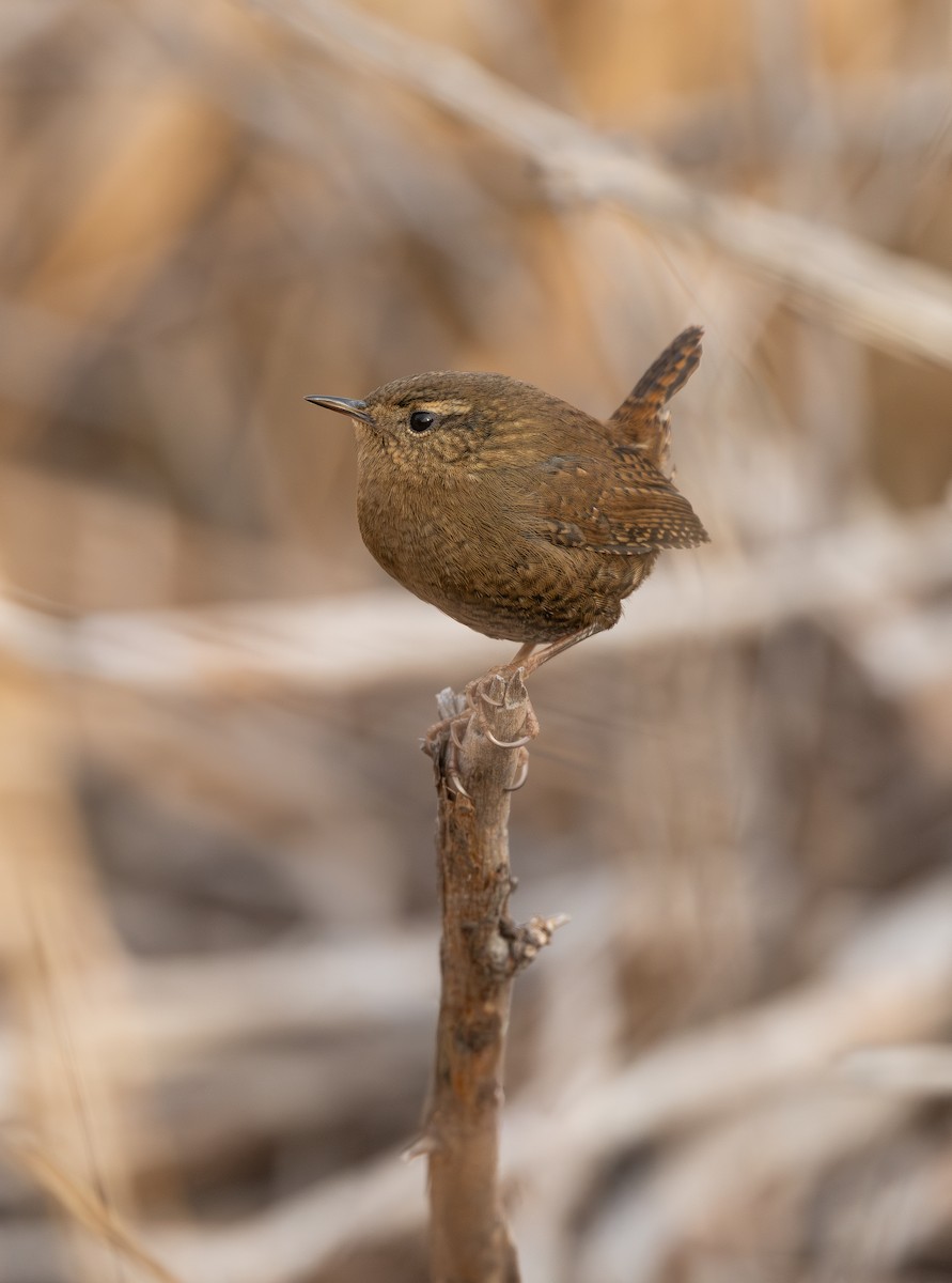 Pacific Wren - ML646082435