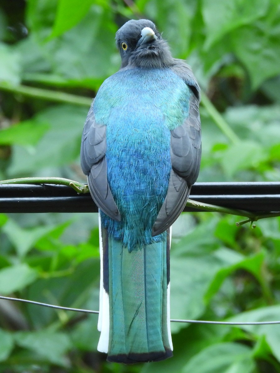 Citreoline Trogon - ML646082455