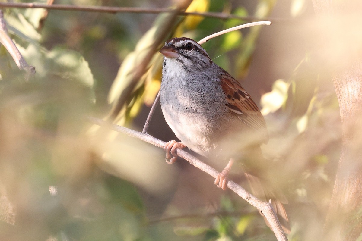 Cinnamon-tailed Sparrow - ML646082456