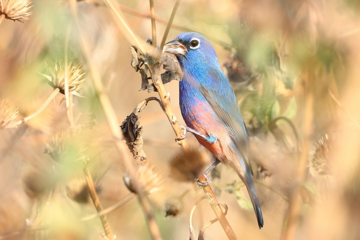 rosenbukspurv - ML646082462