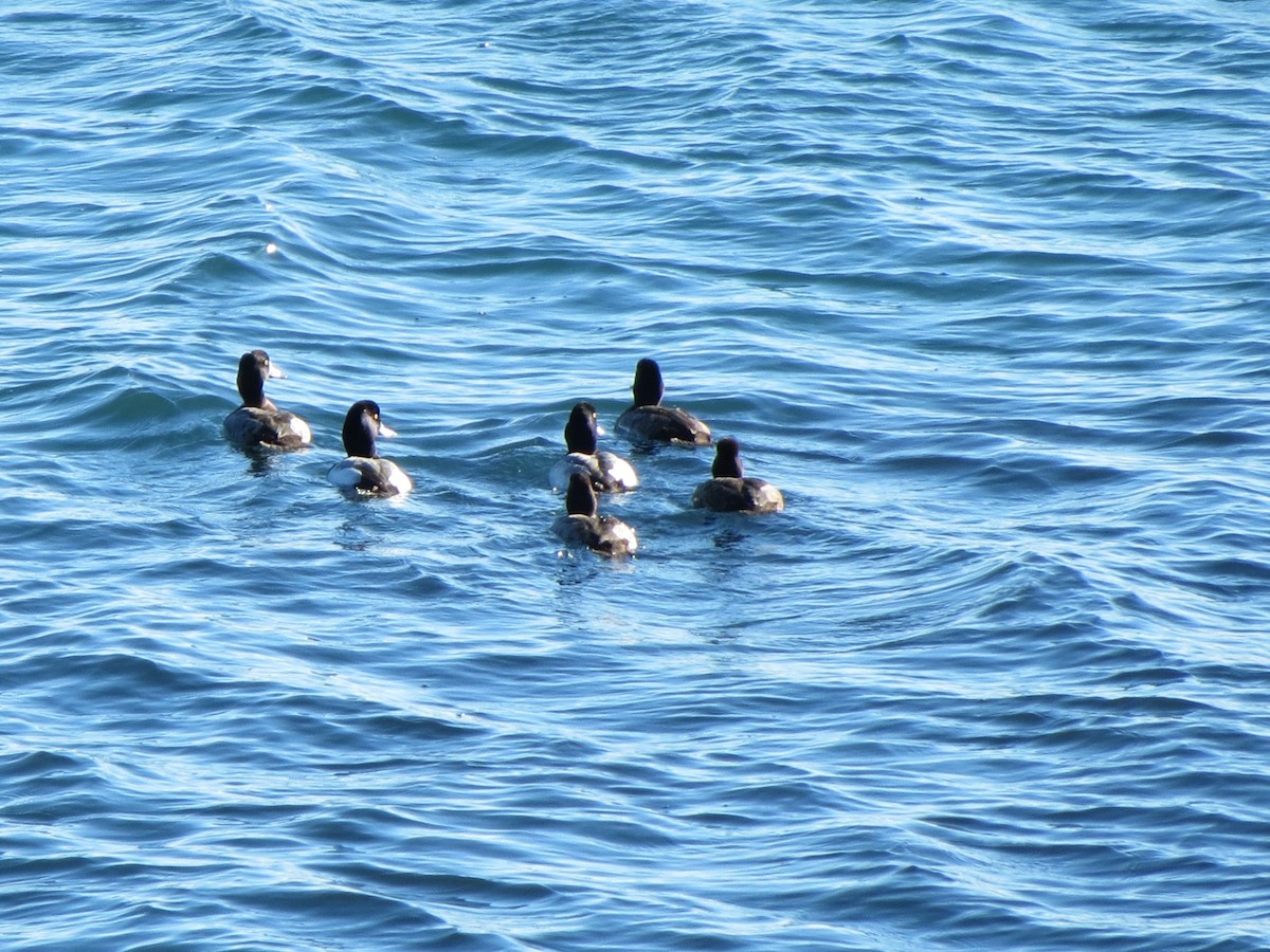 polák kaholka - ML646082464