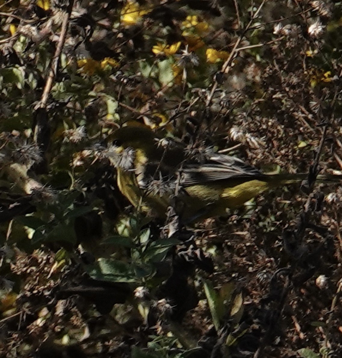 Orchard Oriole - ML646082468