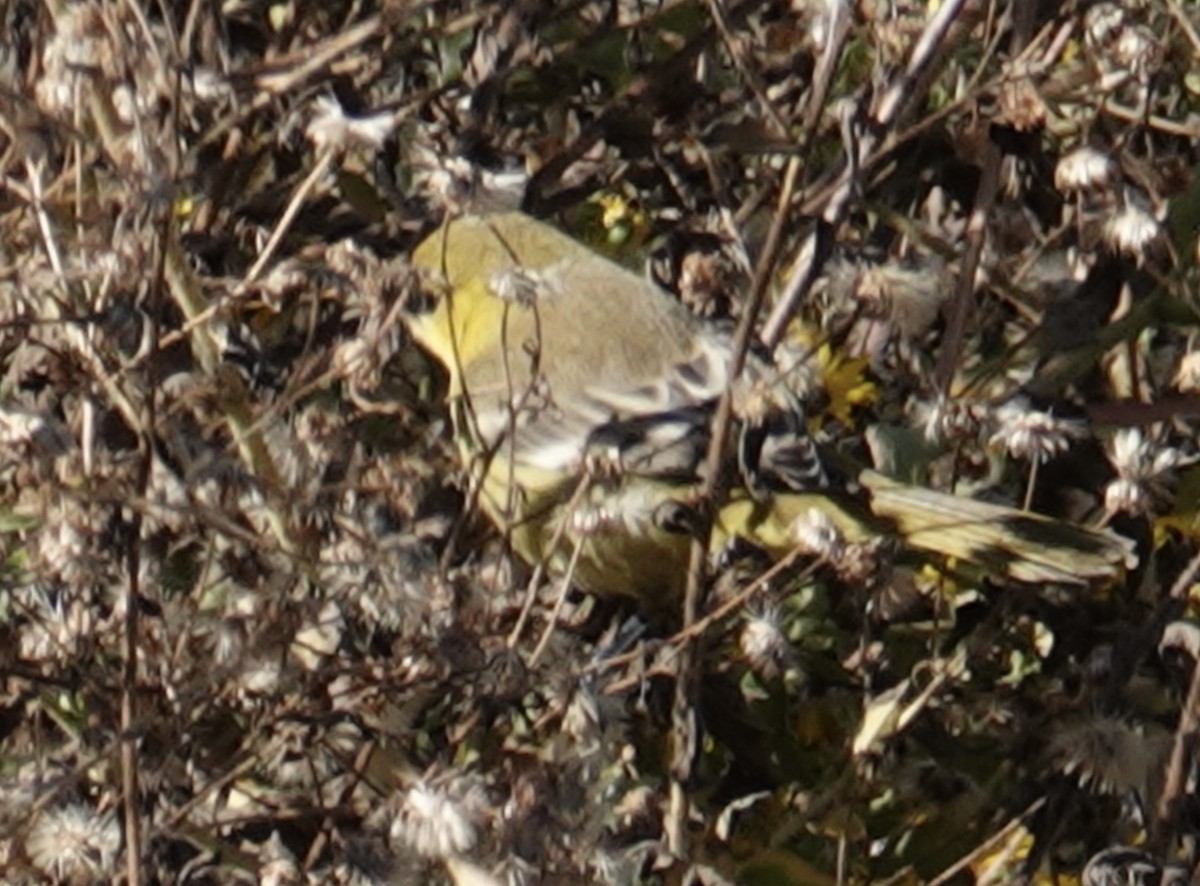 Orchard Oriole - ML646082469