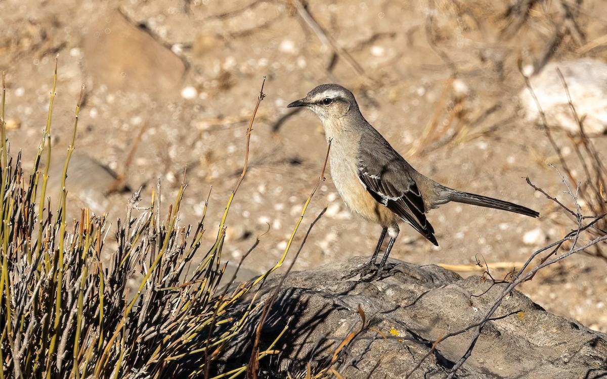 Patagonian Mockingbird - ML646082472