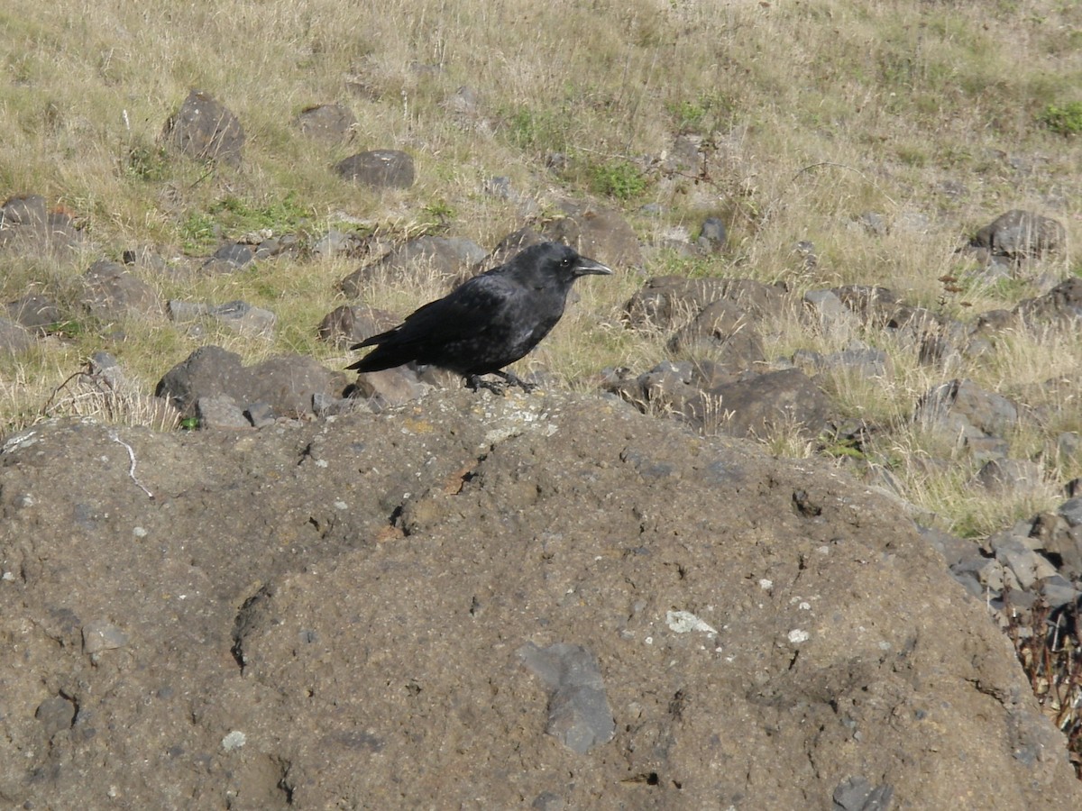 American Crow - ML646082473