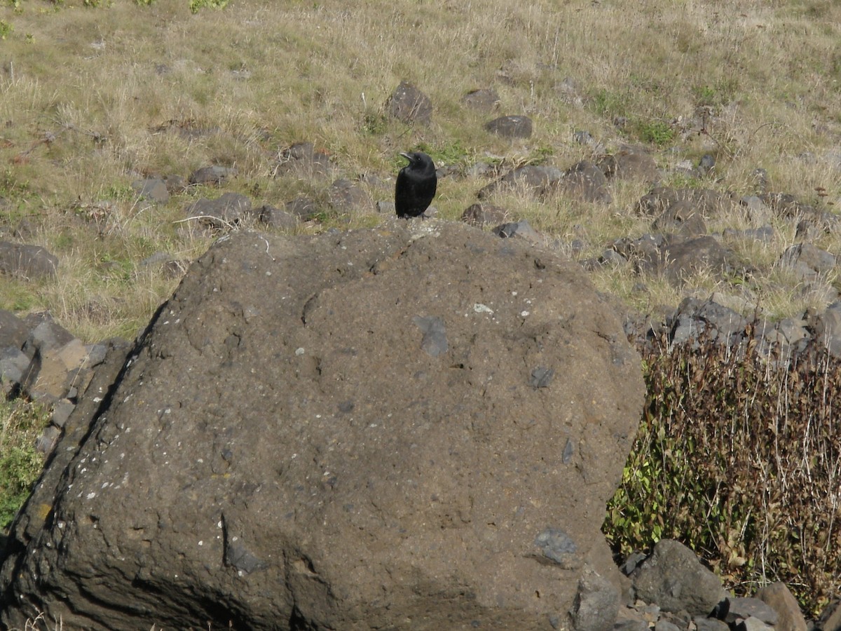 American Crow - ML646082474