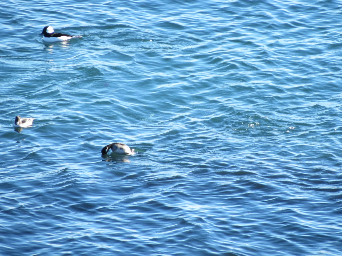 Bufflehead - ML646082475
