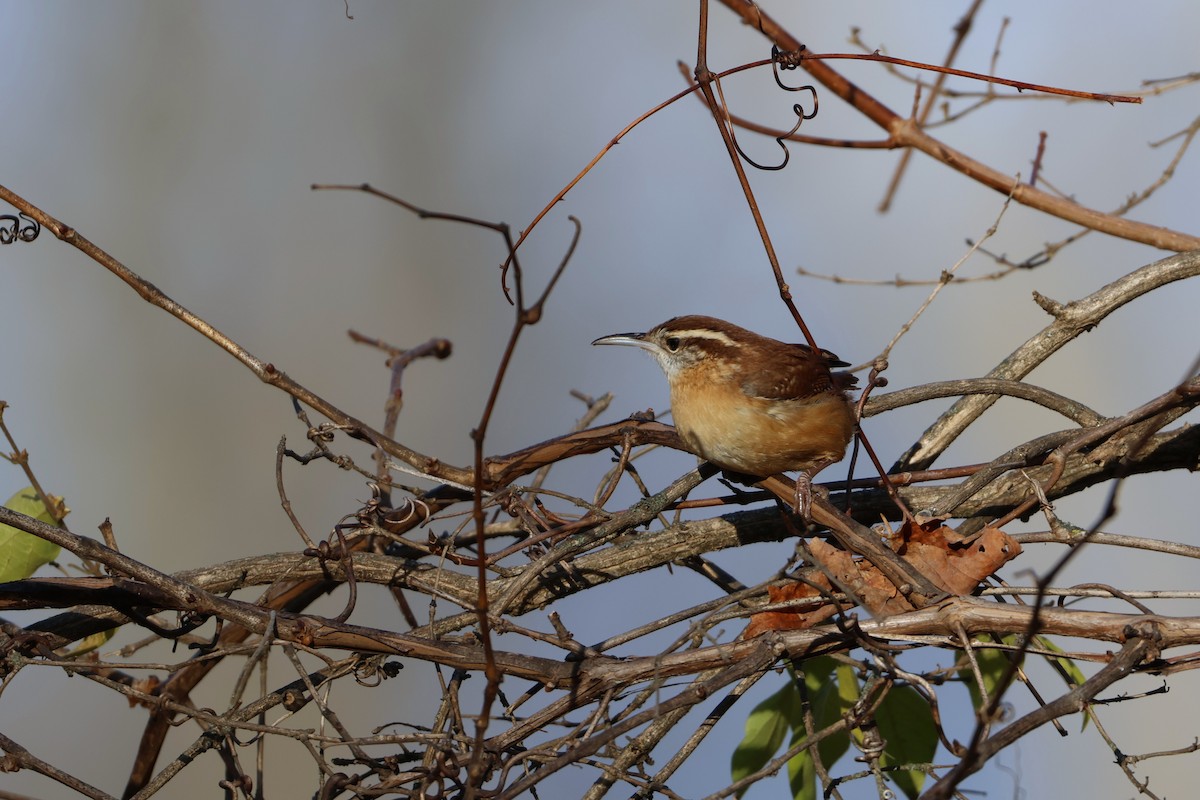 Carolina Wren - ML646082477