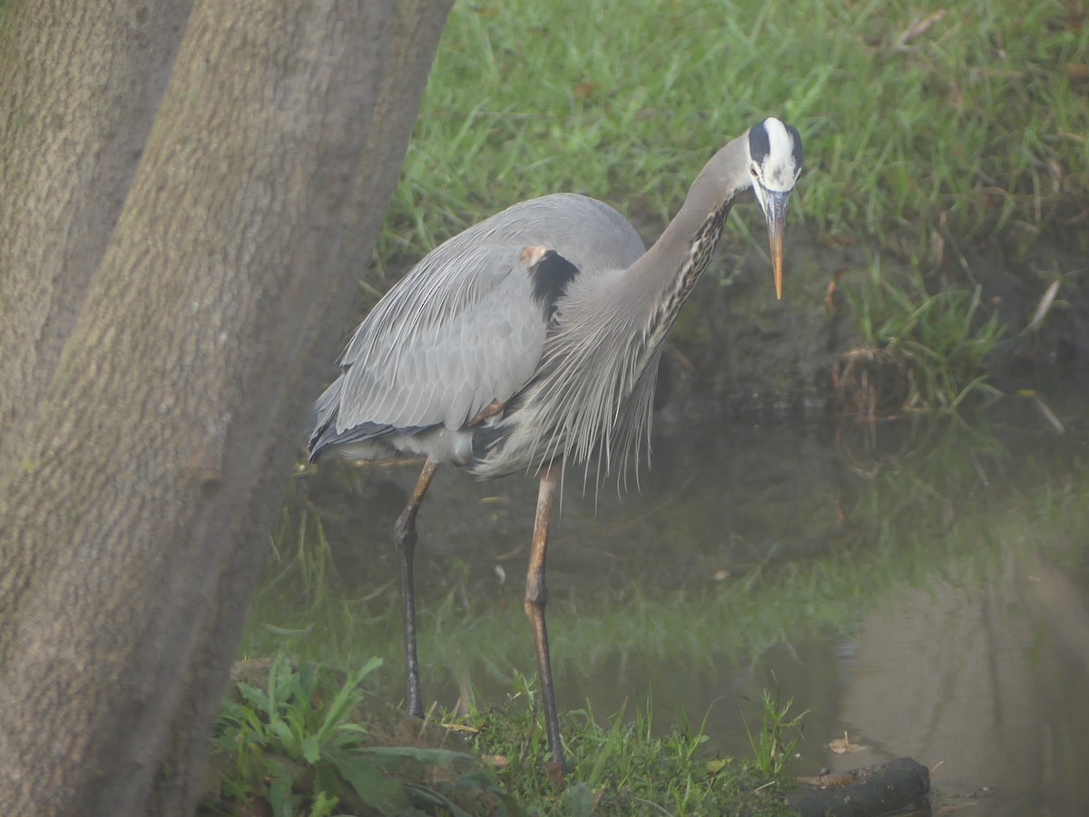 Great Blue Heron - ML646082478
