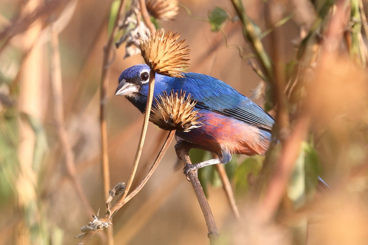 Rose-bellied Bunting - ML646082480