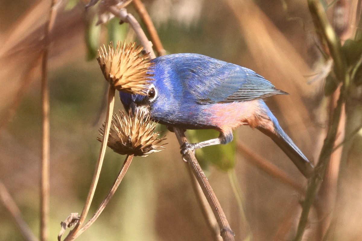 Rose-bellied Bunting - ML646082481