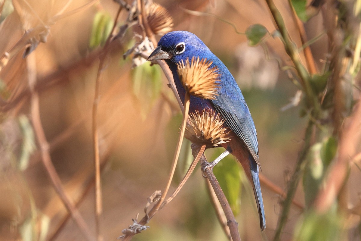Rose-bellied Bunting - ML646082482