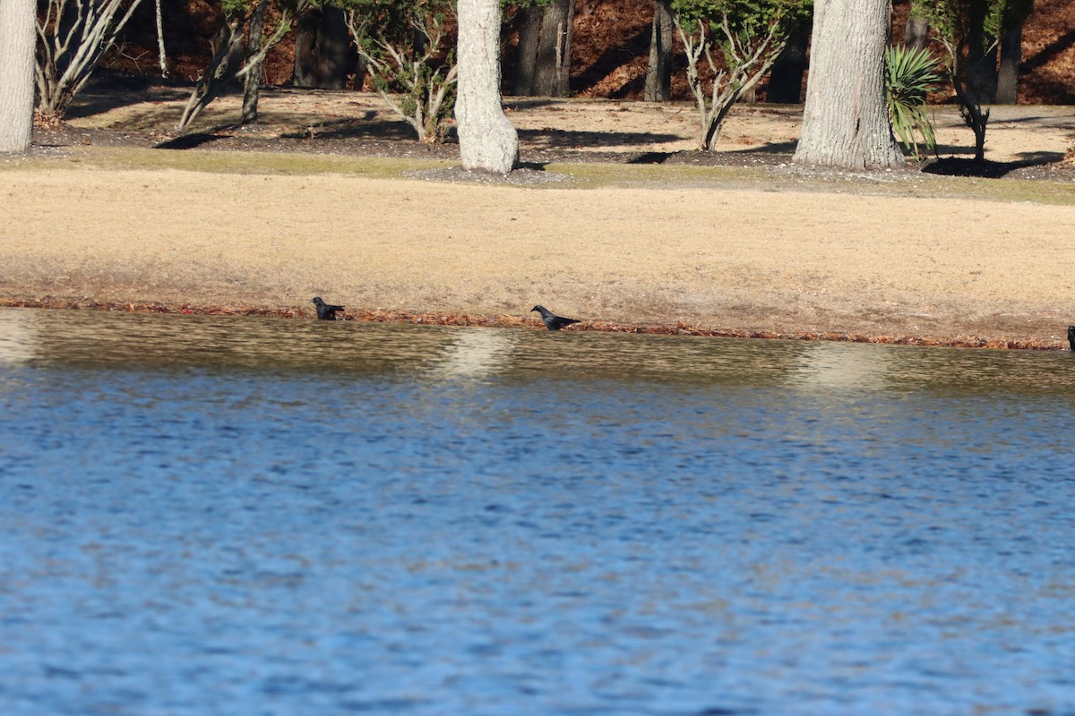American Crow - ML646082483