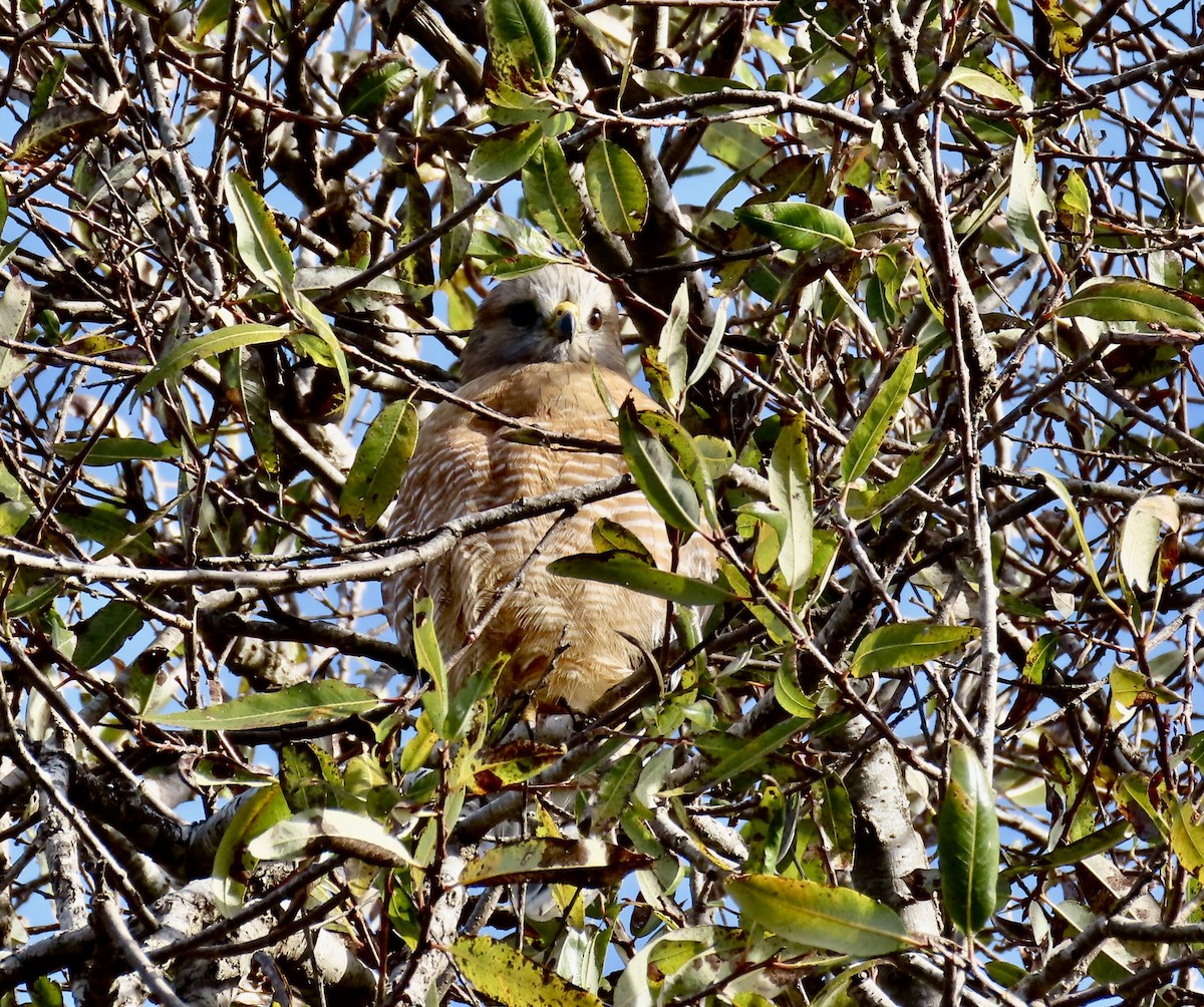 Red-shouldered Hawk - ML646082484