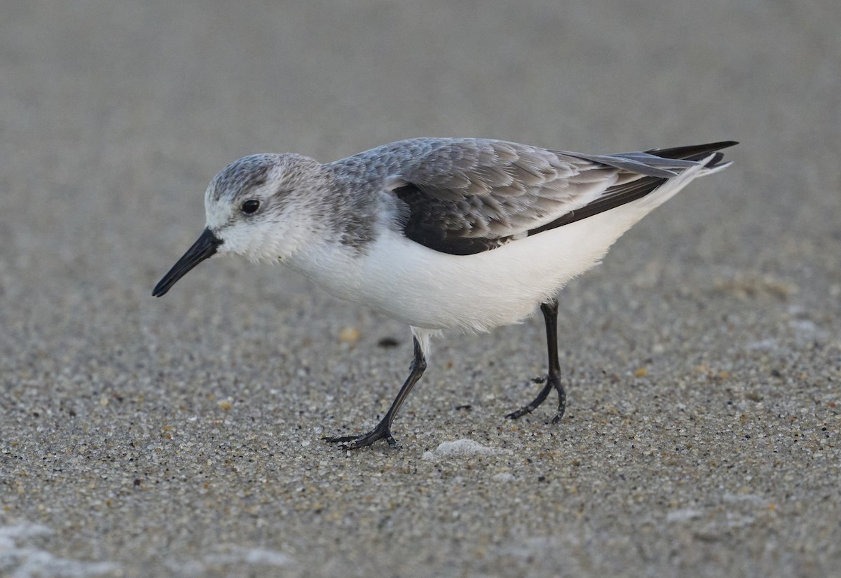 三趾濱鷸 - ML646082486