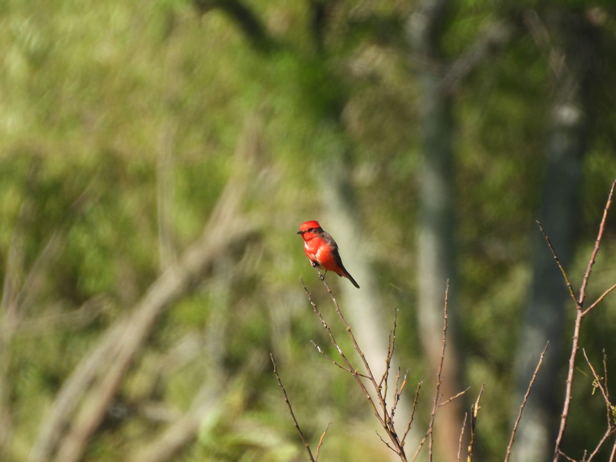 Vermilion Flycatcher - ML646082487