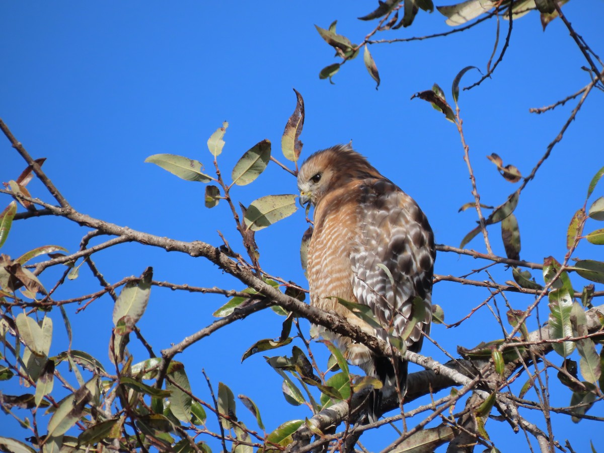 Red-shouldered Hawk - ML646082488