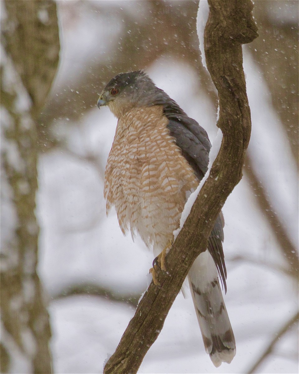 Cooper's Hawk - ML646082489