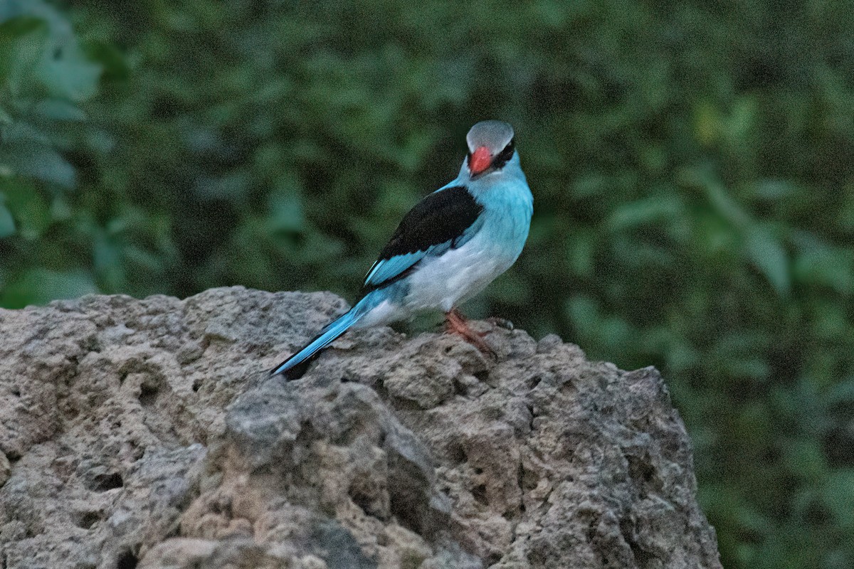 Blue-breasted Kingfisher - ML646082490